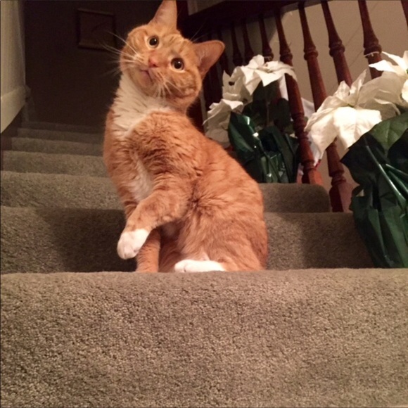 Meet your Posh seller...Happy Poshing ! - Picture 3 of 5